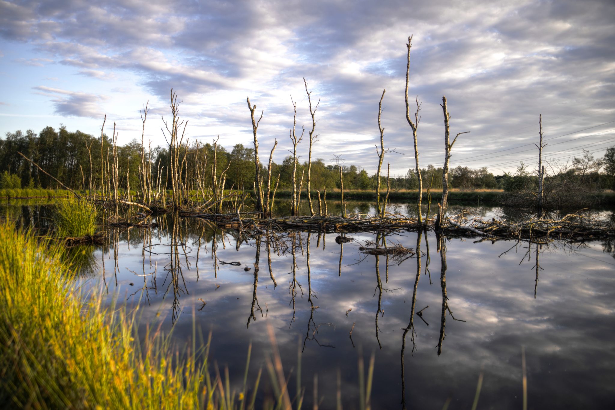 Bringing Back The Wetlands Missouri S T